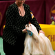Illustration for article titled More Puppy Love From the Westminster Dog Show